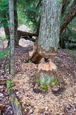 69  CW732D-Beaver-chewed-Trees.jpg